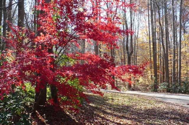 beautiful-red-maple